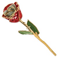 Lacquer Dipped Gold Trimmed White Red with Holes Real Rose view 2