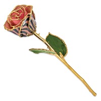 Lacquer Dipped Gold Trimmed Pink and Black Chameleon Real Rose view 2