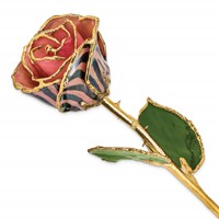 Lacquer Dipped Gold Trimmed Pink and Black Chameleon Real Rose view 1
