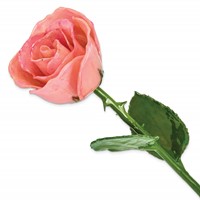 Pink Lacquer Dipped Natural Rose with Green Leaves and Stem view 1