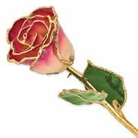 Lacquer Dipped Gold Trimmed White and Burgundy Real Rose view 1