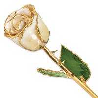 Lacquer Dipped Gold Trimmed Cream White Real Rose view 1