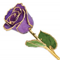 Lacquer Dipped Gold Trimmed Lilac Real Rose view 1