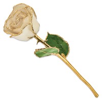 Lacquer Dipped Gold Trimmed White Real Rose view 2