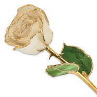 Lacquer Dipped Gold Trimmed White Real Rose view 1