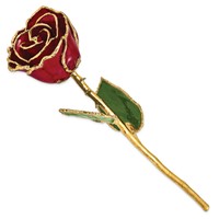 Lacquer Dipped Gold Trimmed Burgundy Real Rose view 2
