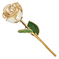 Lacquer Dipped Gold Trimmed White Satin Real Rose view 2