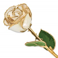 Lacquer Dipped Gold Trimmed White Satin Real Rose view 1