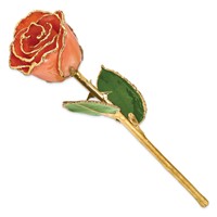 Lacquer Dipped Gold Trimmed Orange Real Rose view 2