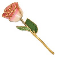 Lacquer Dipped Gold Trimmed White Pink Real Rose view 2