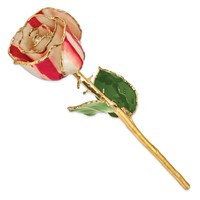 Lacquer Dipped Gold Trimmed Peppermint Real Rose view 2