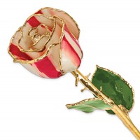 Lacquer Dipped Gold Trimmed Peppermint Real Rose view 1