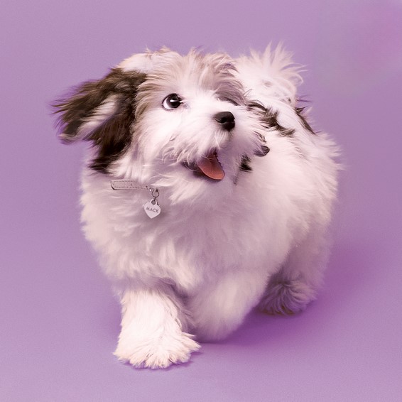 Sterling Silver/Rhodium-plated Small Heart Animal Information Tag